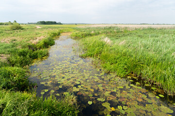 Zielone łąki w dolinie Biebrzy.  Biebrzański Park Narodowy