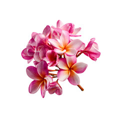 Pink and white plumeria bouquet on black background