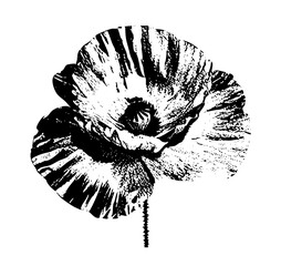 Obraz premium Vector Detailed monochrome poppy flower .