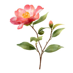 Pink camellia flower isolated on black
