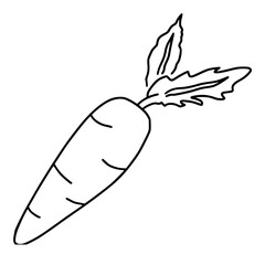 Carrot Fruit Icon