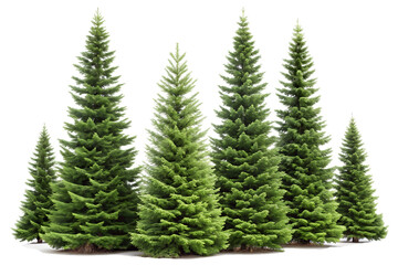 Obraz premium Green Pine Trees Cutout PNG Isolated on White Background
