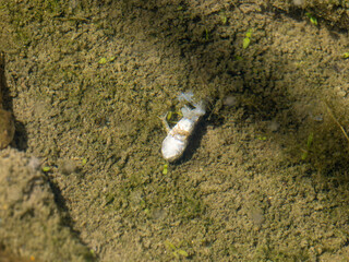 猛暑で死んだ水田のカエル
