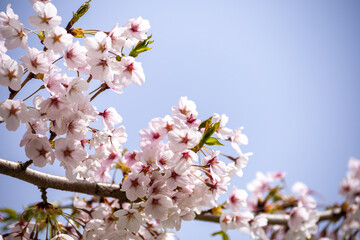Cherry blossoms in full bloom