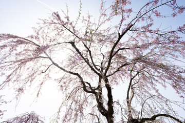 Weeping cherry tree spreading its branches
