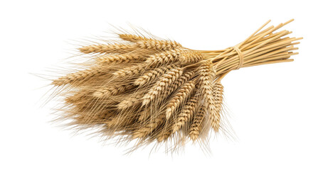 Golden Wheat Sheaf On Black Background