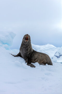 Antarctic fur seal (Arctocephalus gazella) resting on snow in the icy wilderness of Antarctica. 