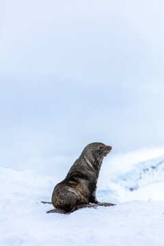 Antarctic fur seal (Arctocephalus gazella) resting on snow in the icy wilderness of Antarctica. 