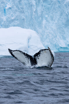 Humpback whale (Megaptera novaeangliae) diving into the frigid waters of Antarctica, with its fluke emerging dramatically in front of a massive glacier.