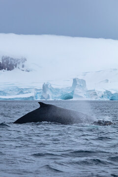 A humpback whale (Megaptera novaeangliae) spyhopping in Antarctic waters, with icy landscapes in the background. A powerful display of marine behavior in one of Earth&rsquo;s most remote ecosystems.