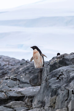 Portrait of a solitary Ad&eacute;lie penguin (Pygoscelis adeliae) standing on a rocky surface in Antarctica. A quiet moment in the polar wilderness.