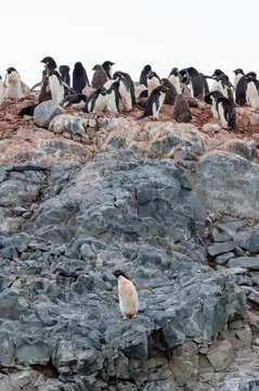 Group of Ad&eacute;lie penguins (Pygoscelis adeliae) gathering on rocky terrain in Antarctica.