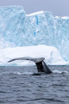 Humpback whale (Megaptera novaeangliae) diving into the frigid waters of Antarctica, with its fluke emerging dramatically in front of a massive glacier.