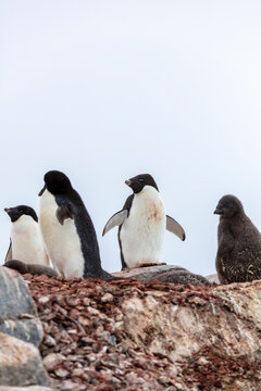 Group of Ad&eacute;lie penguins (Pygoscelis adeliae), including a fluffy chick, standing on a rocky nesting site in Antarctica. A typical scene of penguin colony life in the polar environment