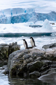 Two Ad&eacute;lie penguins (Pygoscelis adeliae) standing on coastal rocks near icy Antarctic waters, with glaciers and snow-covered mountains in the background. A scenic moment in the polar wilderness.