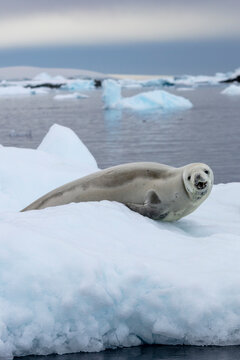 A Weddell seal resting on the icy shores of Antarctica