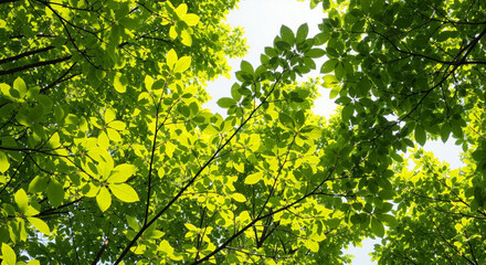 Fototapeta premium Vibrant Green Tree Canopy Against Bright Summer Sky