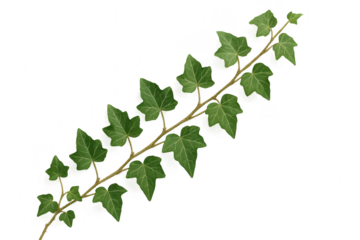 Climbing ivy vine with detailed leaves isolated on white transparent background elegant botanical cutout for design and compositing