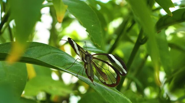 Close up of a Greta oto,  glass-winged butterfly, sitting on a leave and slowly moving his wings