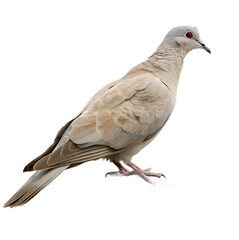 Naklejka premium Elegant dove perched on a bare branch, symbolizing peace and tranquility, perfect for nature themes. 