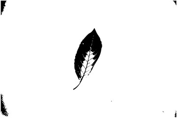 Obraz premium Vector Elegant leaf showcases delicate vein details.