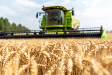 A green combine harvester moves through a sea of golden wheat under a bright sky, capturing the harvest moment and rural productivity with dynamic motion.