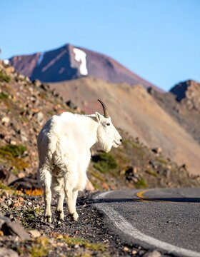 Mountain goat on a high-altitude road