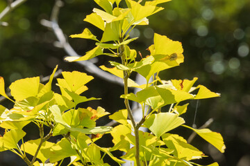 晩夏の山　日差しで輝く銀杏の葉04