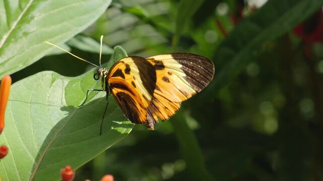 Close up macro of a tiger longwing butterfly feeding on nectar a red flower 