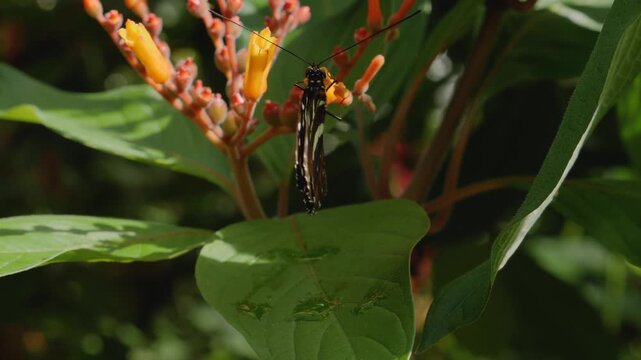 Close up macro of a zebra longwing butterfly feeding on nectar a red flower 