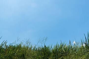 夏の空　青空と雲と夏草02