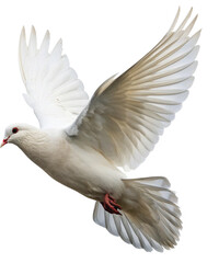Obraz premium Graceful white dove in flight symbolizes peace, hope, and new beginnings for your projects 