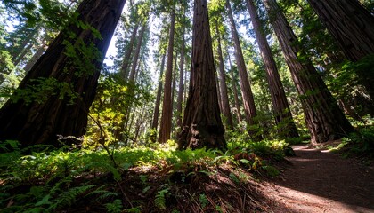 Fototapeta premium Sun-Dappled Path Through Towering Coastal Redwood Forest Majesty