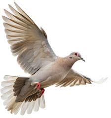 Graceful dove in mid-flight with wings outstretched, symbolizing peace and freedom
