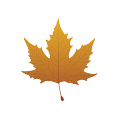 Maple Leaf. Maple Leaf Vector Illustration. Autumn Nature Symbol.