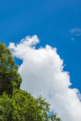 森から見上げる晩夏の青空と雲01