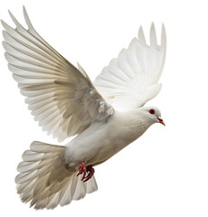 Fototapeta premium Graceful white dove soaring mid-flight, symbol of peace and freedom, capturing pure serenity. 