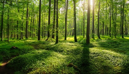 Obraz premium grunes wald panorama im sommer