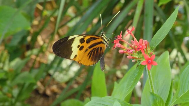 Close up of a tiger longwing butterfly, it is picking nectar from a red flower 