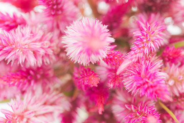 ケイトウのピンクの花を白背景でマクロ撮影36