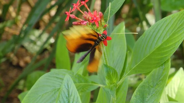 Close up of a tiger longwing butterfly, it is picking nectar from a red flower 
