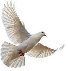 Fototapeta premium Graceful white dove in flight symbolizes peace, hope, and freedom with outstretched wings. 