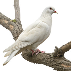 Obraz premium Graceful white dove perched on a weathered tree branch symbolizing peace and hope 