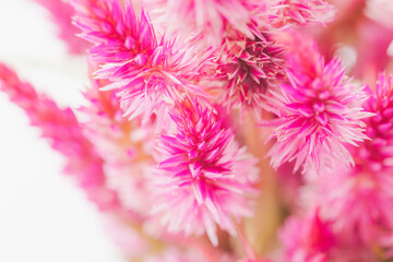 ケイトウのピンクの花を白背景でマクロ撮影31