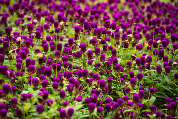 pink flowers in a garden