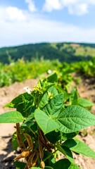 Close-up of bean plants in a field, flowers and leaves, hills in the background