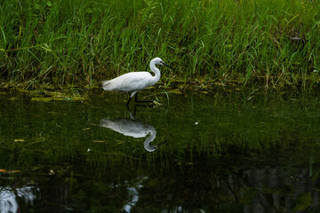 The white dew is searching for food in the grass by the water