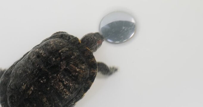 Turtle crawling in white sink with water, top view. Camera tracking
