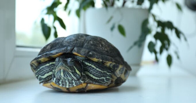 Woman stroking her turtle pet at window sill indoors, closeup