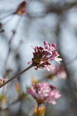 pink cherry blossom